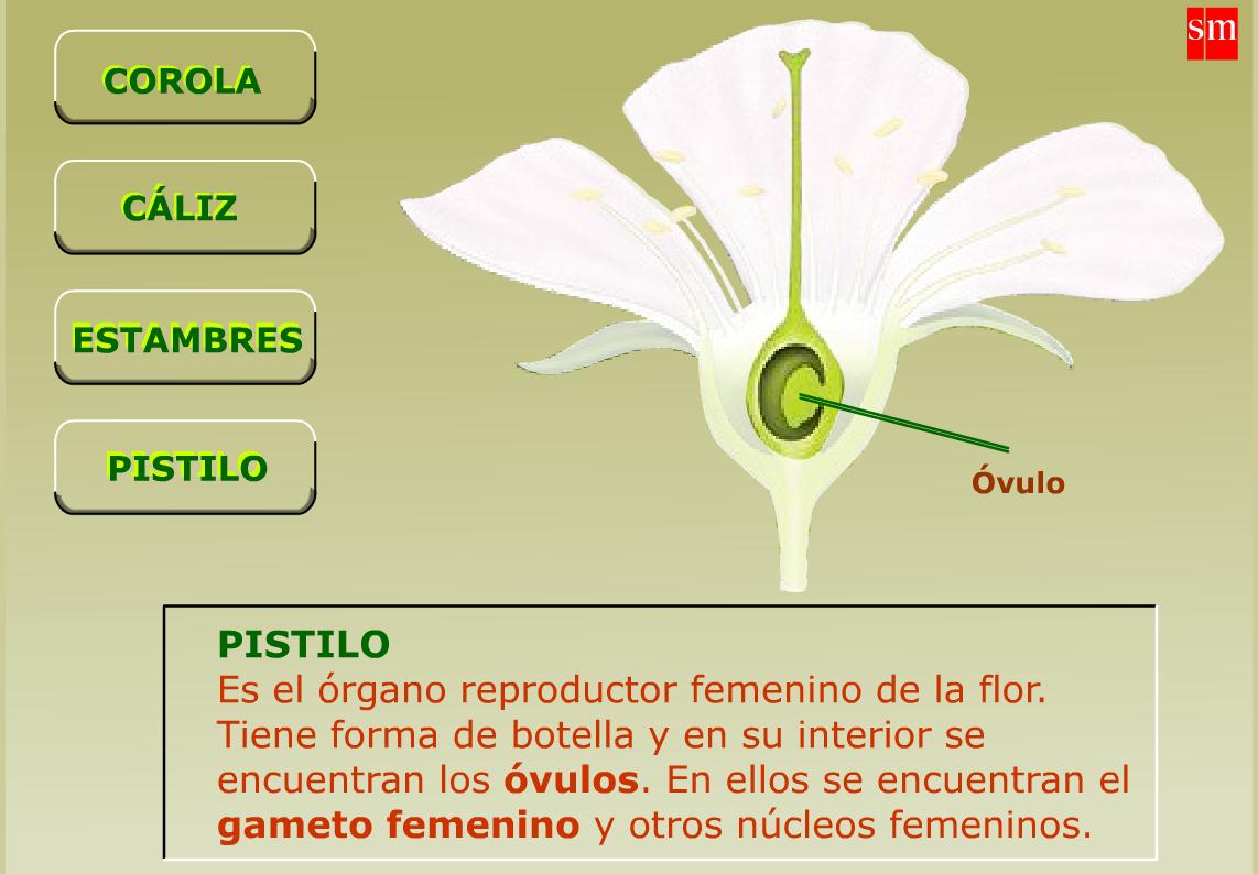 Partes de una Flor | Recurso educativo 41232