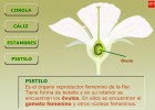 Partes de una Flor | Recurso educativo 41232