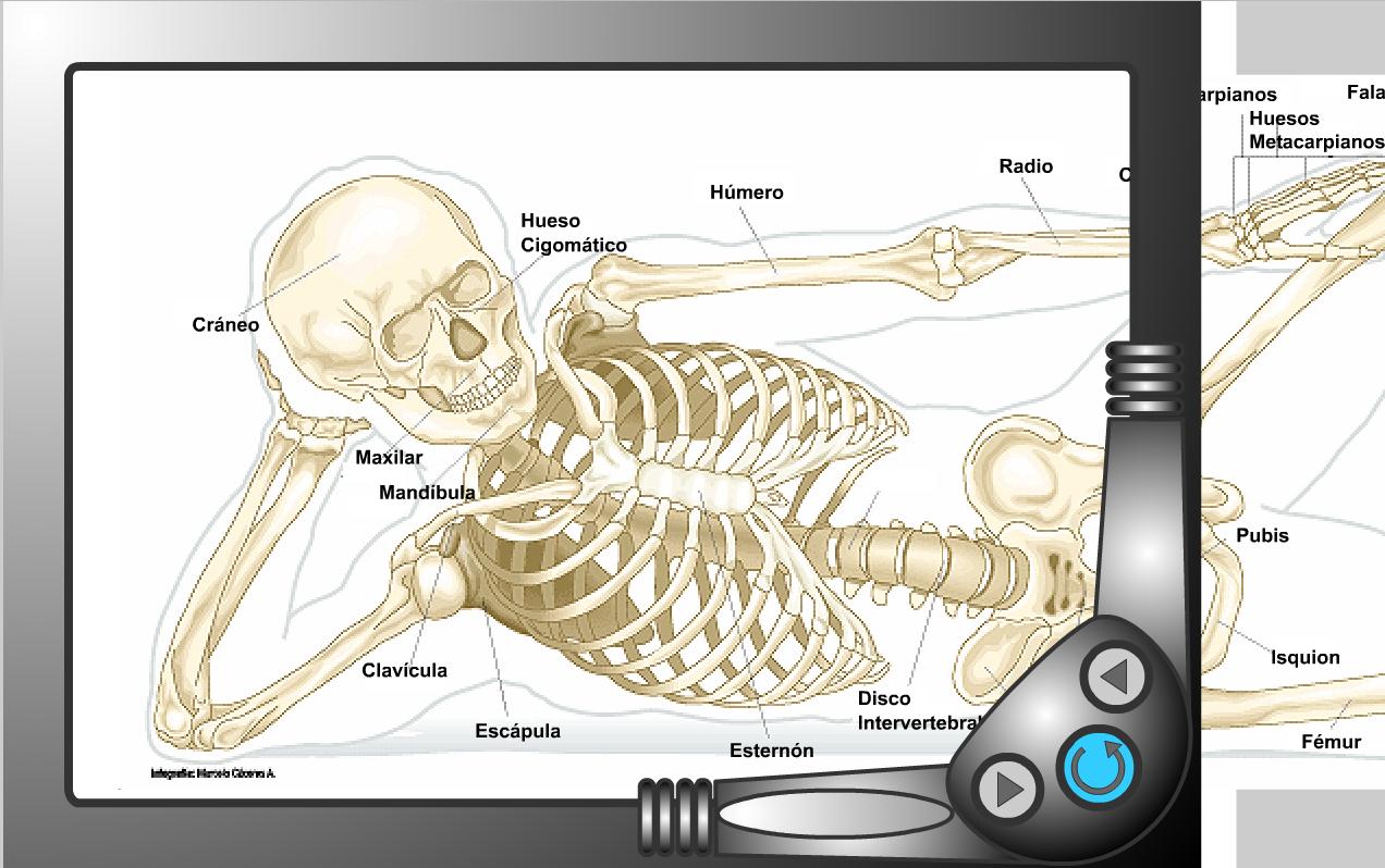 El Sistema Óseo | Recurso educativo 41363