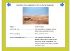 Animal adaptation and environments | Recurso educativo 42138