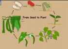 Parts of a plant | Recurso educativo 45502