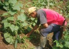 Fotografía- Campesina | Recurso educativo 48483