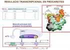Regulació gènica | Recurso educativo 49508