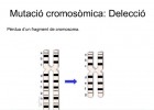 Les mutacions | Recurso educativo 49534