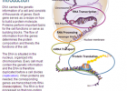 Theory: DNA-RNA-Protein | Recurso educativo 49694