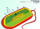 Bacteria cell | Recurso educativo 60340