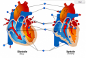 Human heart during filling and pumping | Recurso educativo 61780