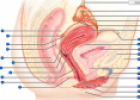 Female reproductive system | Recurso educativo 61798