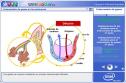 El intercambio de gases | Recurso educativo 1233