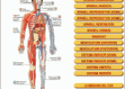 El cos humà | Recurso educativo 20248