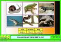 Wild animals | Recurso educativo 3028