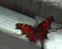 Mariposa de la coma gris (Polygonia progne. Cramer, 1775) | Recurso educativo 3476