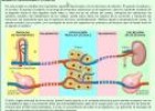 Aparatos que intervienen en la nutrición 2 | Recurso educativo 7374