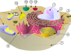 Célula | Recurso educativo 747227