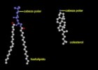 Lípidos y bicapa lipídica (Biología molecular) | Recurso educativo 755324