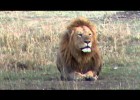 Leones africanos | Recurso educativo 769247