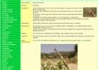 Animals del nostre entorn: Insectes - L'empusa | Recurso educativo 774039