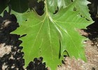 London plane tree | Recurso educativo 776808